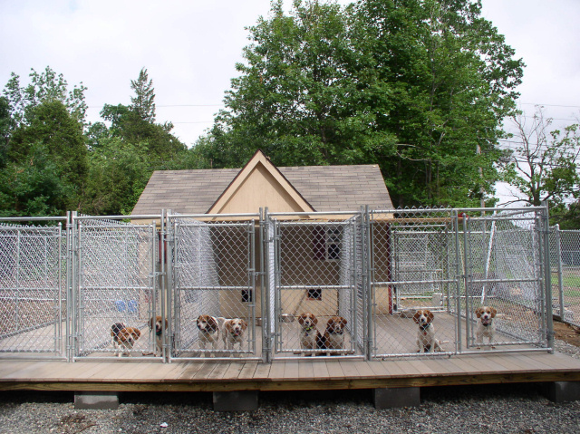 how much are kennels the dogs are looking pretty comfortable much more room then the previous kennel they how much are kennels the dogs are looking pretty comfortable much more room then the previous kennel they